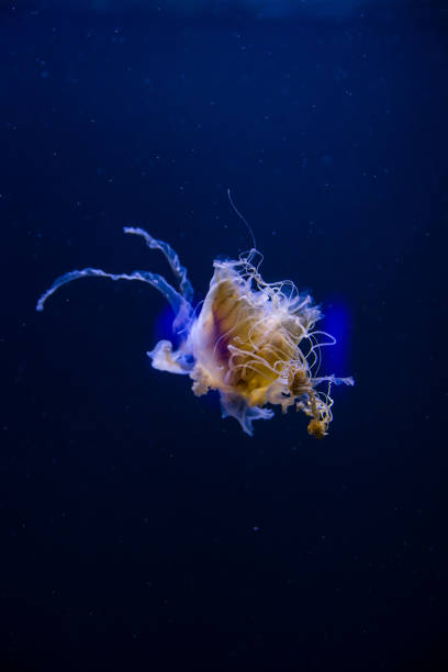 istock Illuminated blue transparent Jellyfishes in the deep Sea 1301384029