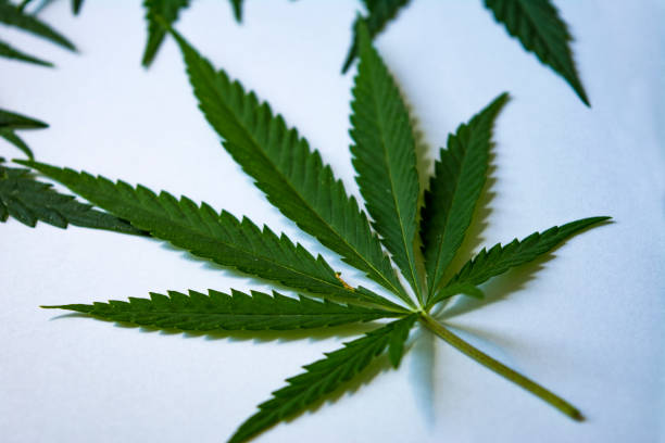 istock Green hemp leaf on white background close up 1301384309