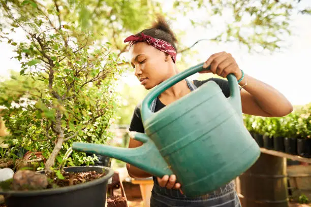 Young female horticulturist using a watering can to water a bonsai tree growing outdoors in her plant nursery