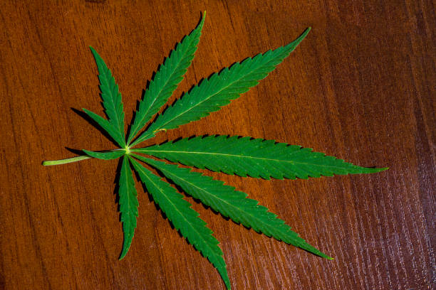 istock Green hemp leaf on wooden background close up 1301384498