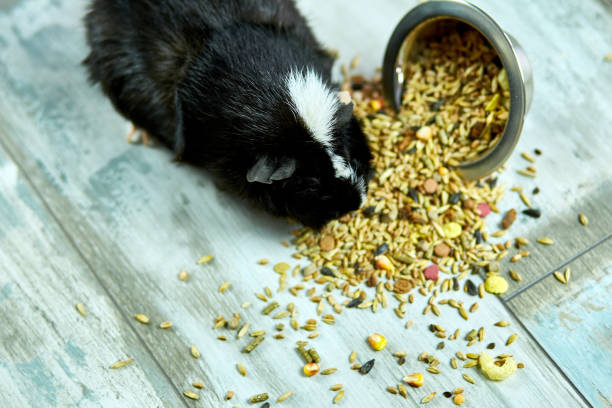 домашние морские свинки или спелые едят сухие зерновые продукты из металлической чаши в домашних условиях - hamster eating rodent pampered pets стоковые фото и изображения
