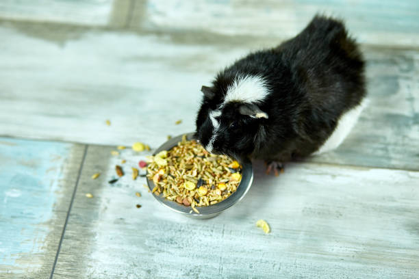 домашние морские свинки или спелые едят сухие зерновые продукты из металлической чаши в до�машних условиях - hamster eating rodent pampered pets стоковые фото и изображения