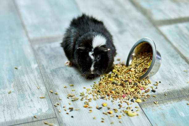 hausschwein oder cavy essen trockenes getreide futter aus metallschale zu hause - hamster eating rodent pampered pets stock-fotos und bilder