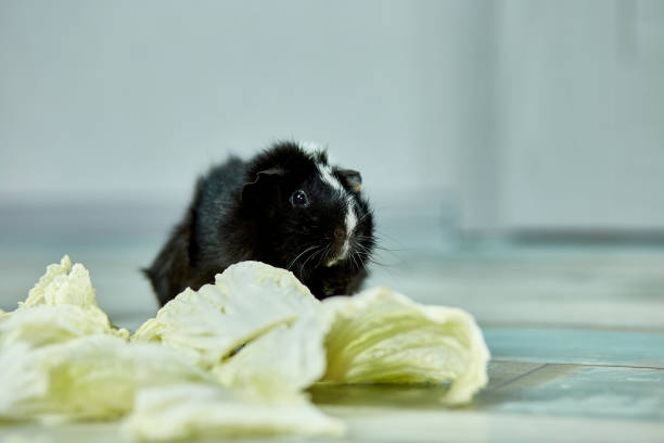 hausschwein schweinchen oder cavy essen kohlblatt futter zu hause - hamster eating rodent pampered pets stock-fotos und bilder