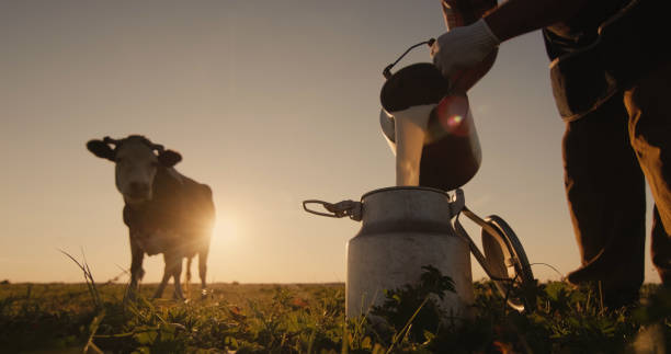 Farmer pours milk into can at sunset, in the background of a meadow with a cow stock photo