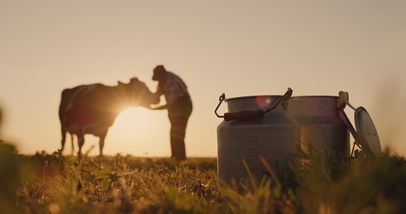 The silhouette of a farmer, stands near a cow. Milk cans in the foreground