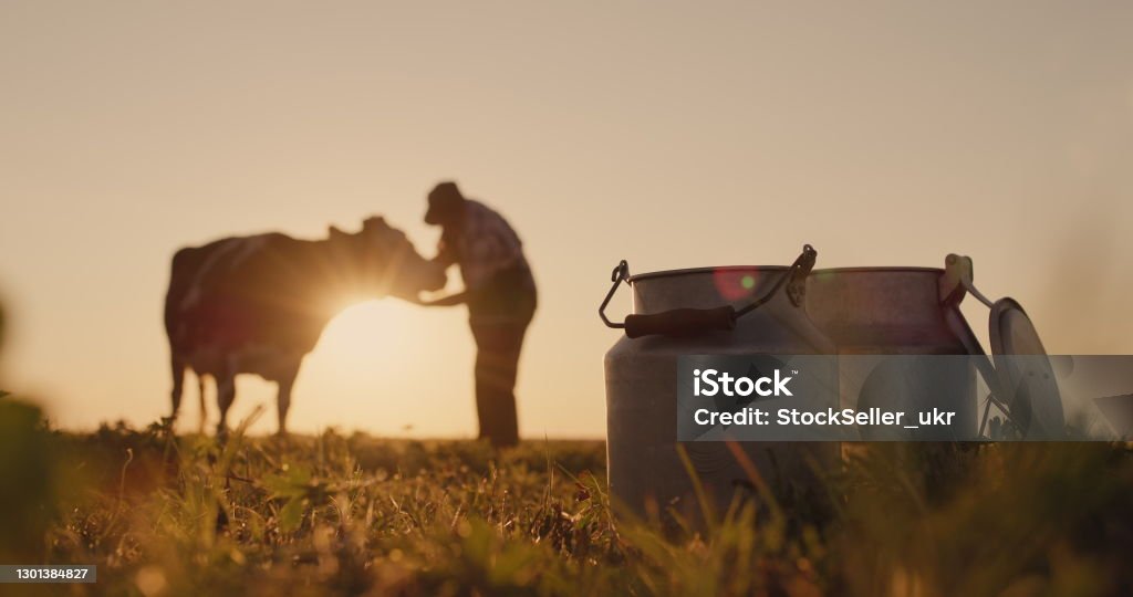The silhouette of a farmer, stands near a cow. Milk cans in the foreground The silhouette of a farmer, stands near a cow. Milk cans in the foreground. Domestic Cattle Stock Photo