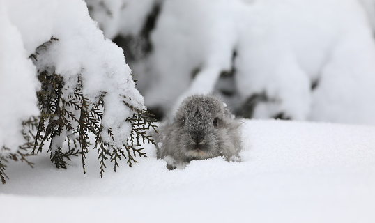 winter marmot in the snow