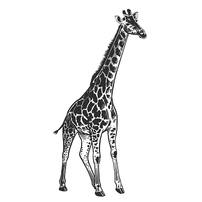 Giraffe. African animal Isolated on white background. Wildlife object. Vector Illustration Art. Vintage engraving style. Hand drawing. Black and white.