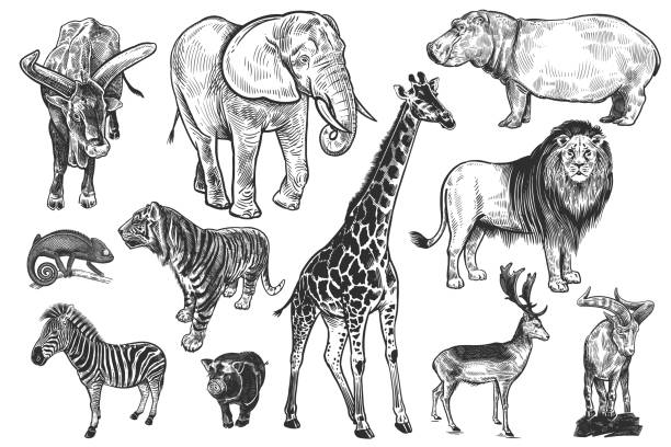 Wildlife animals set. Lion, elephant, zebra and others. Vector. Animals of wildlife set. Lion, elephant, giraffe, tiger, hippo, zebra, chameleon, deer, mountain goat, wild pig and big-horned cow. Black and white illustration. Vector. Vintage. Realistic graphics. sketches of elephants background stock illustrations
