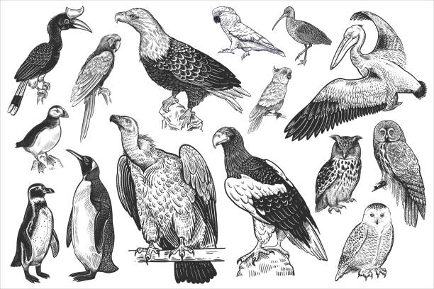 Wildlife birds set. Tropical, exotic, water birds. Vector. Birds of wildlife set. Eagles, owls, parrots, pelican, penguins, ibis, puffin isolated on white background. Tropical, exotic, water birds. Black white illustration. Vector. Vintage. Realistic graphics penguin stock illustrations