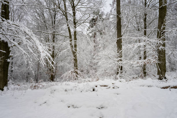 istock A tree covered in snow a crispy cold winter day in a forest. Picture from Eslov, Sweden 1301392808