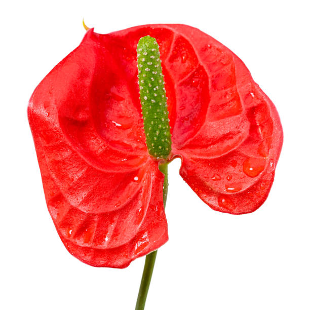 istock Red calla flower isolated on white background 1301393465