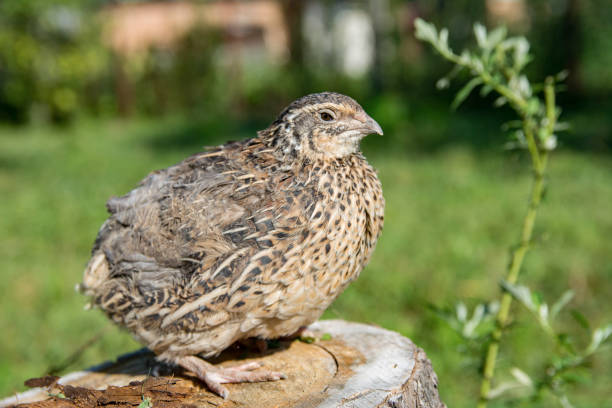 1 Quail living in free-range summertime pfoto coturnix quail stock pictures, royalty-free photos & images