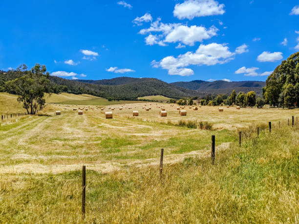 istock Victorian Rural Country in Australia 1301394026