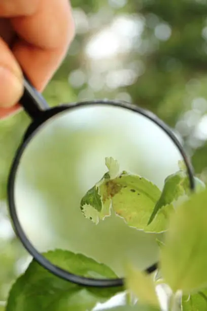 curled sheet with hiding insects under a magnifying glass in hand