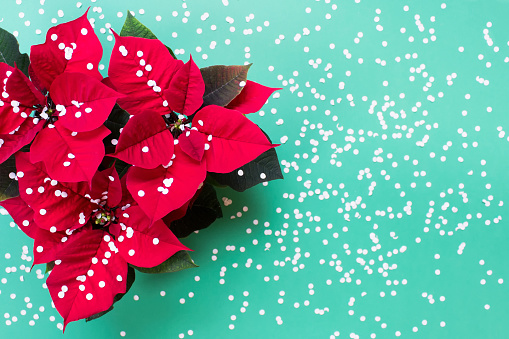 Poinsettia red Christmas flower with artificial paper confetti snow on green background.