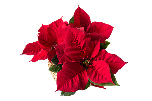 Top view of isolated poinsettia pink red flower in a pot on white background.
