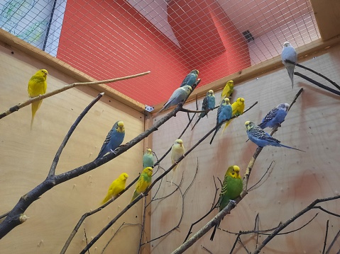 Colorful parrots