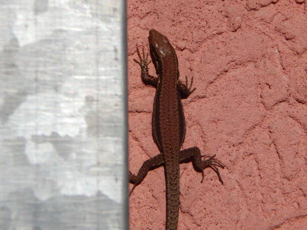 istock Brown lizard on the pink facade next to the gutter 1301395856