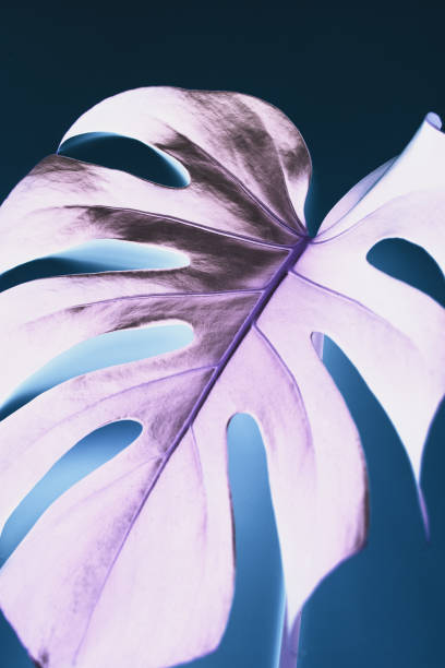 istock Monstera palm pink leaf on blue background. Inverted colors 1301395940