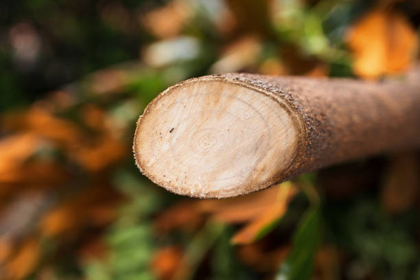 Side on view of a cut tree branch.