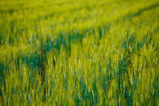 Green wheat at agriculture field