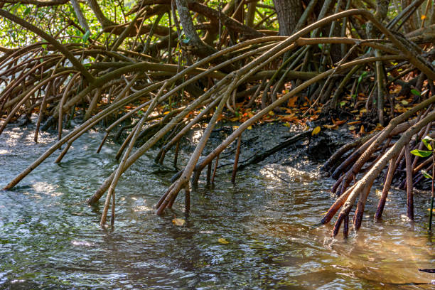 istock Roots and vegetation typical of tropical mangroves 1301397219