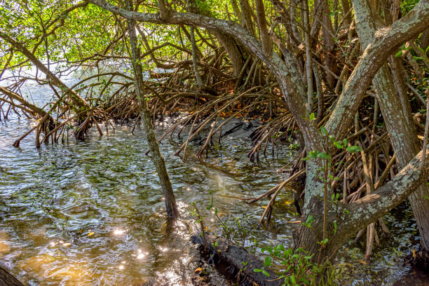istock Roots and vegetation typical of mangroves on tropics 1301397222