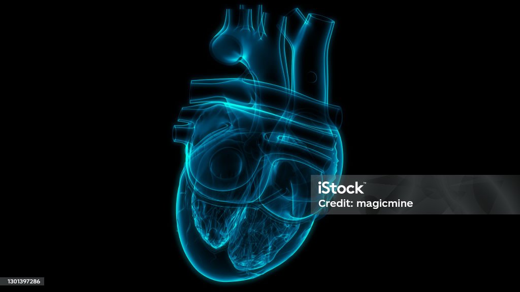Human Circulatory System Heart Anatomy Stock Photo - Download Image Now
