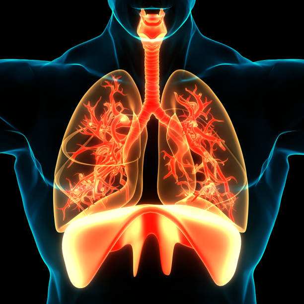 istock Human Respiratory System Lungs with Diaphragm Anatomy 1301397328