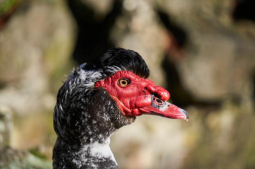 portrait of a motley muscovy drake with a red face