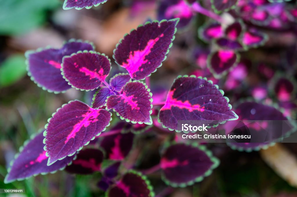 Close up of dark red and green leaves of Coleus blumei (Plectranthus scutellarioides) garden plant, displayed for sale in a pot in direct sunlight Coleus Stock Photo