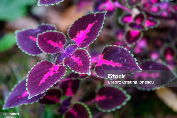Close Up Of Dark Red And Green Leaves Of Coleus Blumei Garden Plant Displayed For Sale In A Pot In Direct Sunlight Stock Photo - Download Image Now