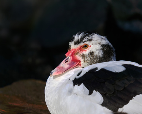 head of a piebald muscovy duke with a red face