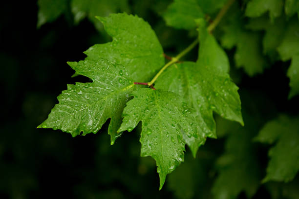istock viburnum leaves in the rain in drops 1301399890