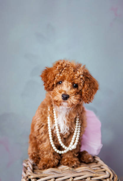 istock Cute Small Bichon Poodle Bichpoo puppy dog standing on a basket in a studio setting 1301400123
