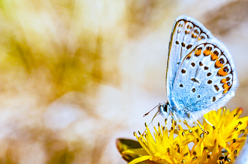 Detailed close up of a bright orange colored butterfly, Lycaena dispar. Sitting on a yellow flower