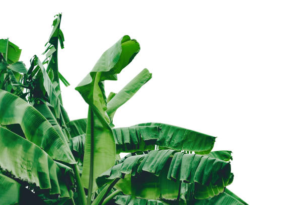 istock green banana leaf isolated on white background with clipping path for design elements, summer background, abstract green leaves texture 1301401581