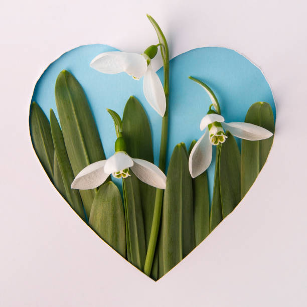 любящая весна - heart shape grass paper green стоковые фото и изображения