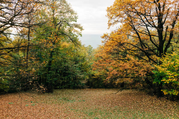 View of the forest in autumn