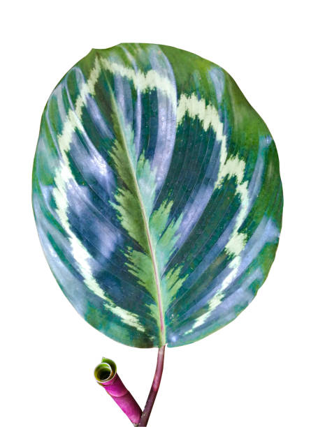 istock fresh Calathea roseopicta multi color green leaf abstract textured. Isolated on white with clipping path 1301402483