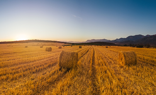 Vibrant Harvested Wheat field with Round Bales at sunset with mountain backdrop