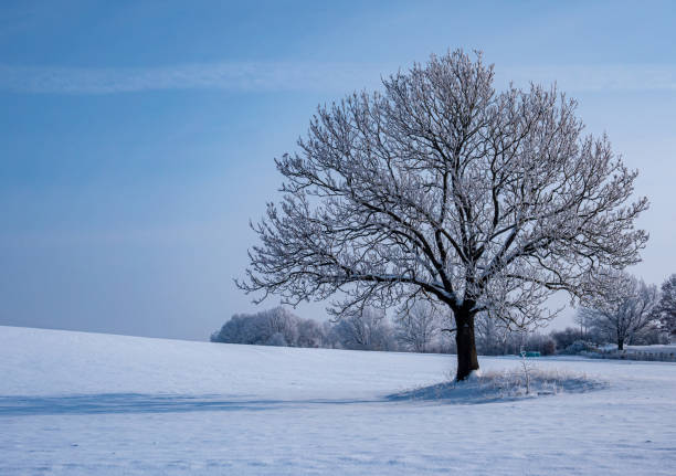 istock lonely tree stands in a winter landscape with frost 1301403006