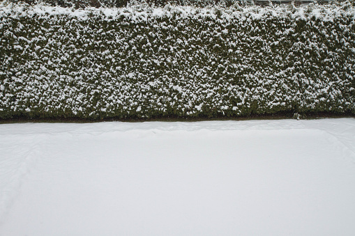 Snow covered lawn and hedge in a backyard. Winter background.