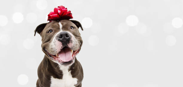 Banner american bully happy dog present for christmas, birthday or anniversary, wearing a red ribbon on head. Isolated on white background. Banner american bully happy dog present for christmas, birthday or anniversary, wearing a red ribbon on head. Isolated on white background. american bully dog stock pictures, royalty-free photos & images