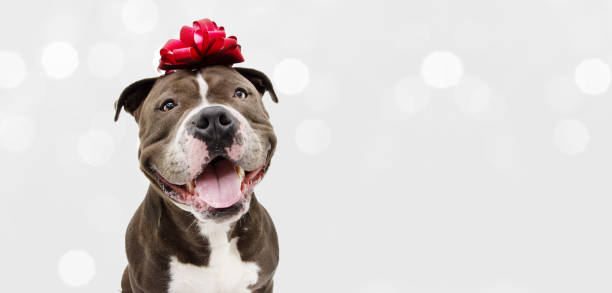 banner american bully happy dog present for christmas, birthday or anniversary, wearing a red ribbon on head. odizolowane na białym tle. - mixed breed dog american bulldog dog isolated zdjęcia i obrazy z banku zdjęć