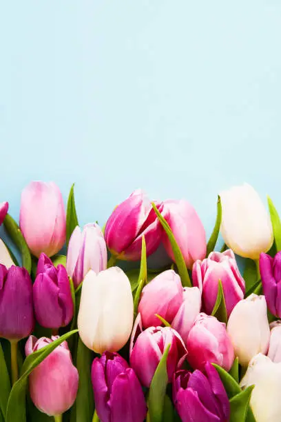 Photo of Pink and white tulips on a light blue background, selective focus. Flat lay, copy space