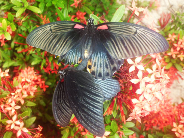 istock butterflies mating on flowers 1301405305
