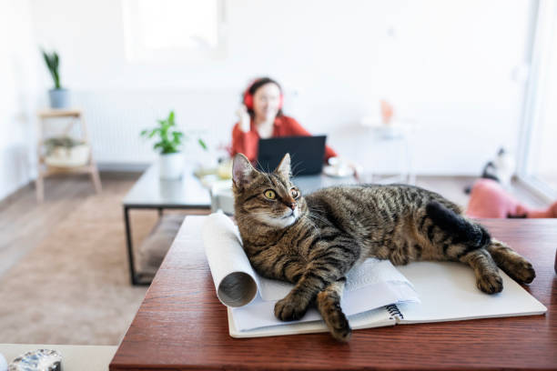 istock Young Woman living and working with pets 1301406650
